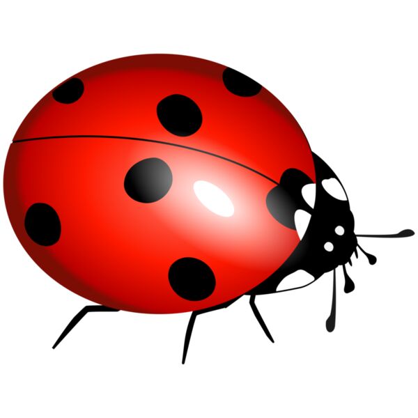 Lady Bug Thumbnail